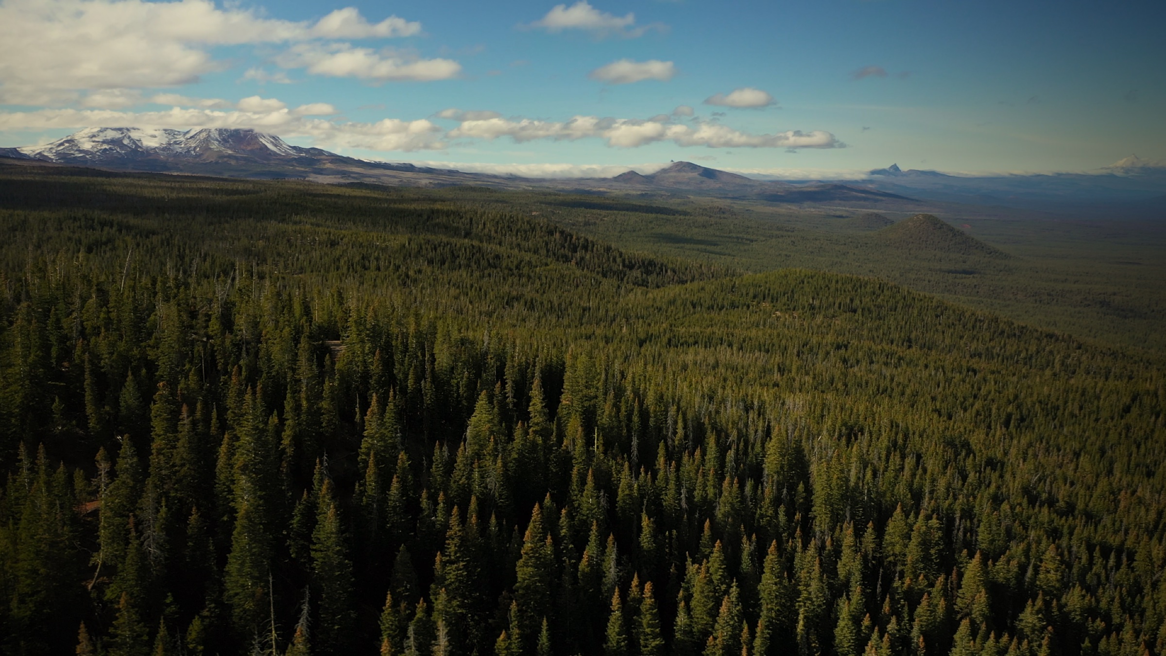 Faces of Skyline Forest, hero still