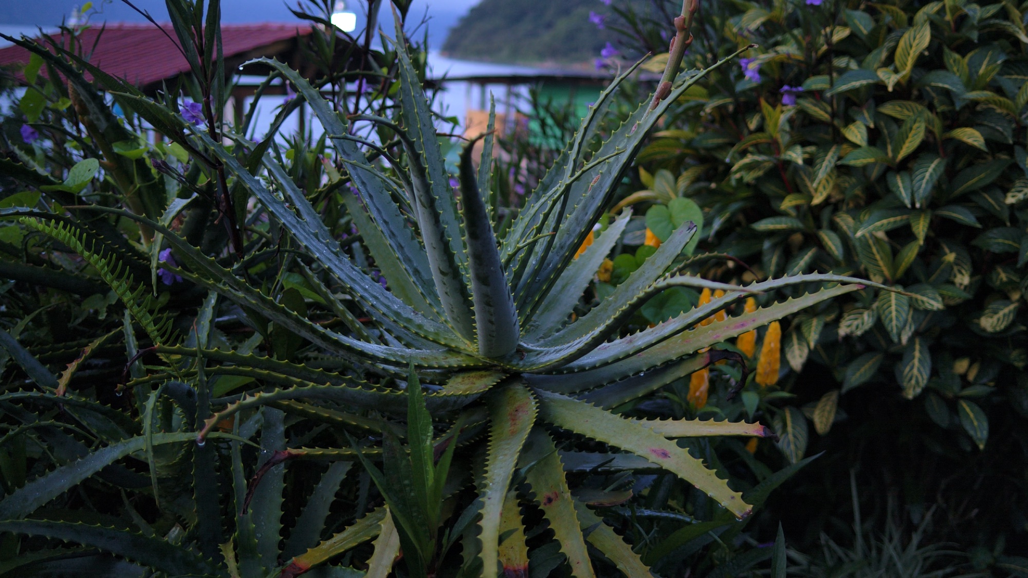 Aloe, color graded