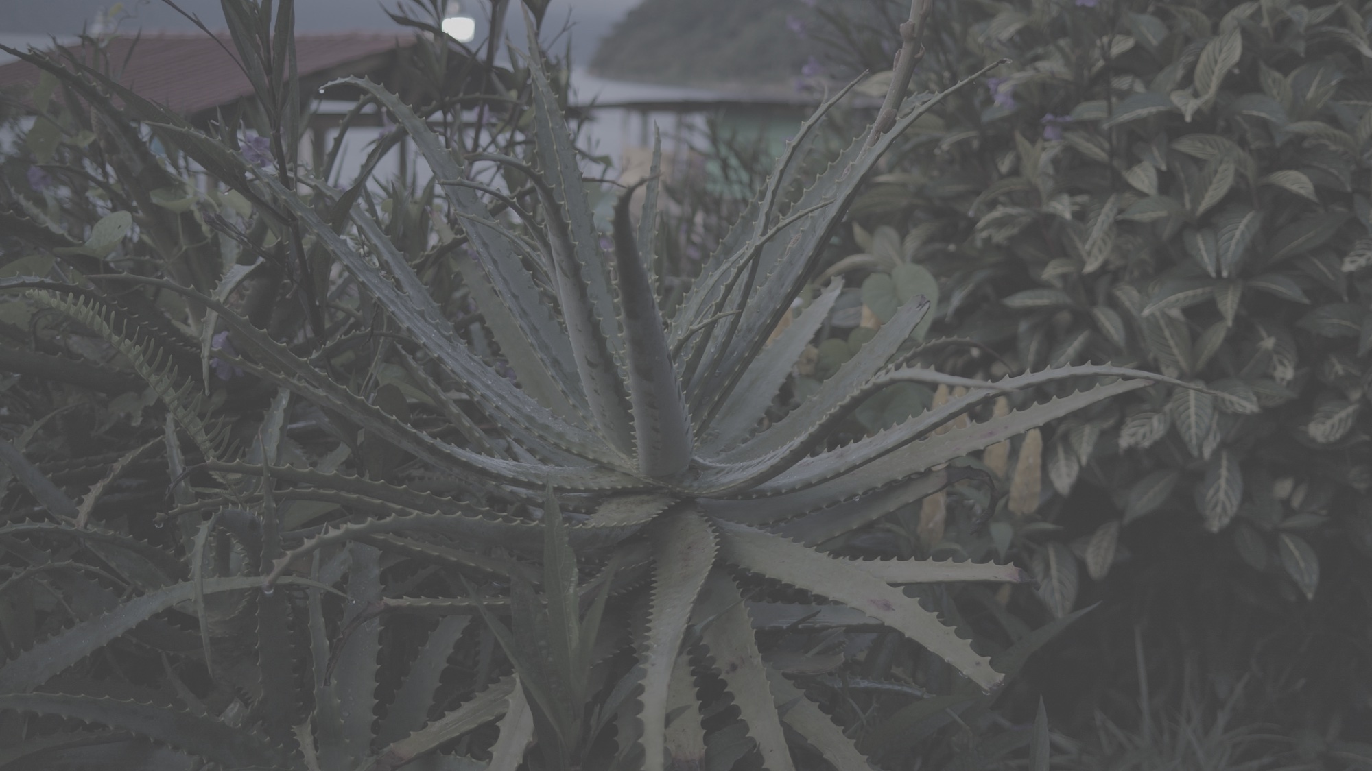 Aloe, LOG