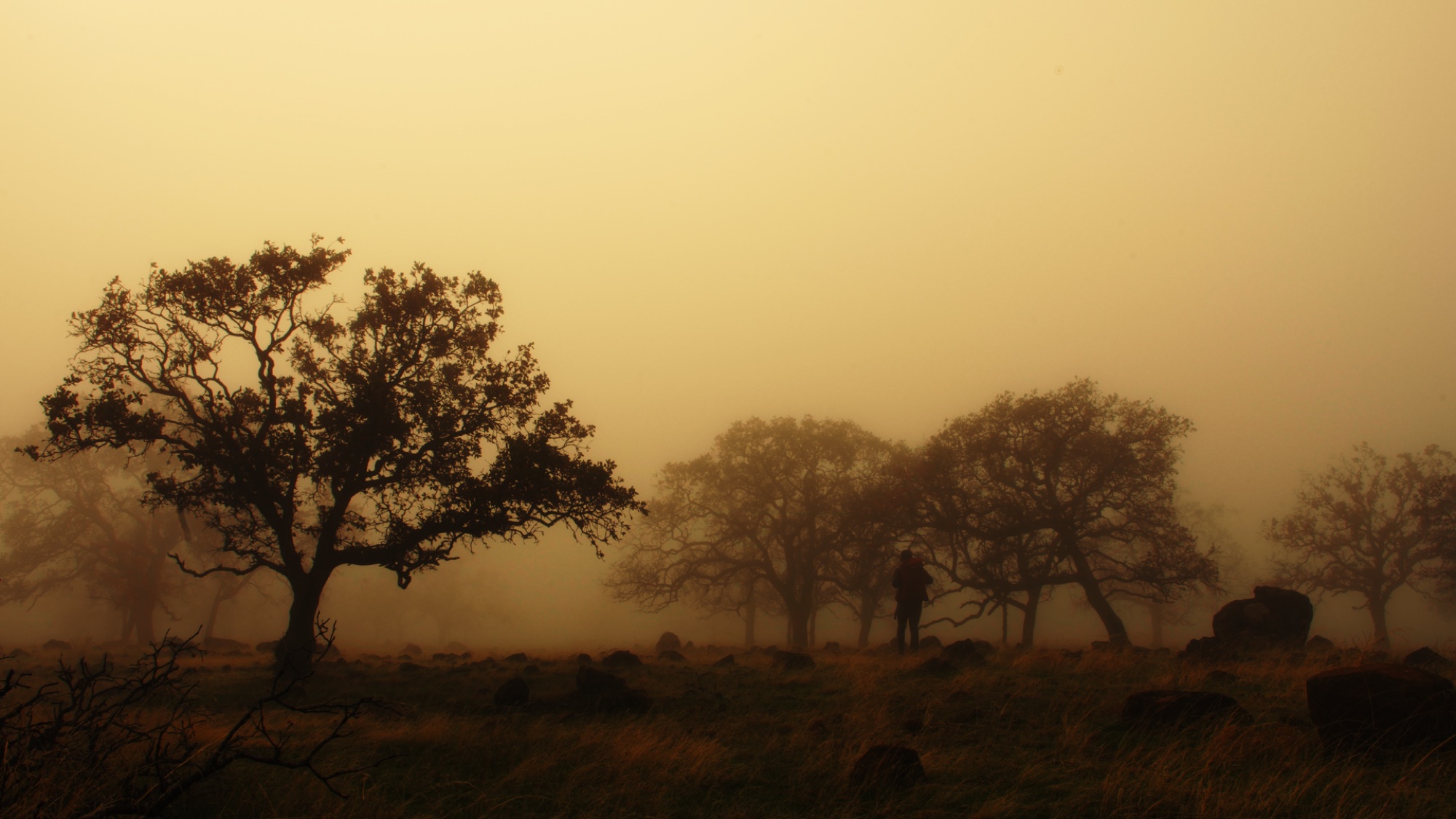 Hot Forest, color graded