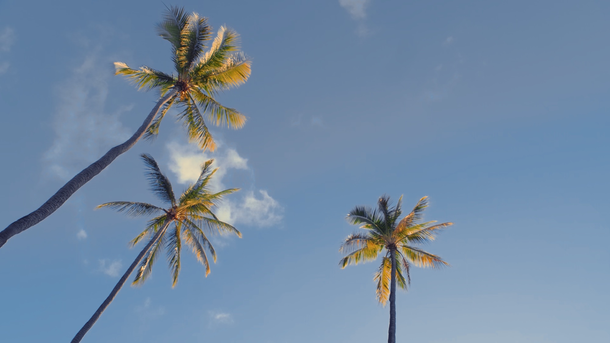 Palms, color graded