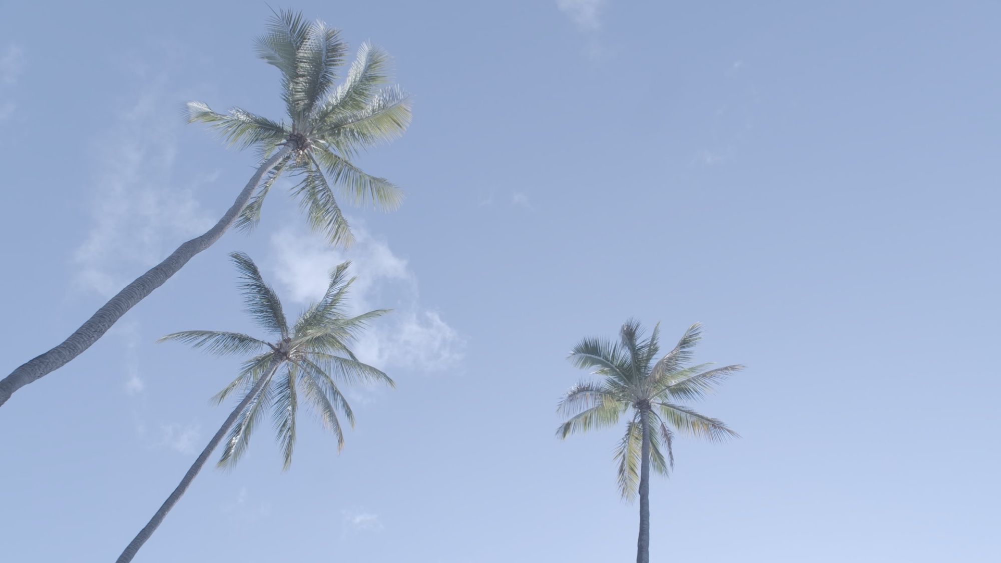 Palms, LOG